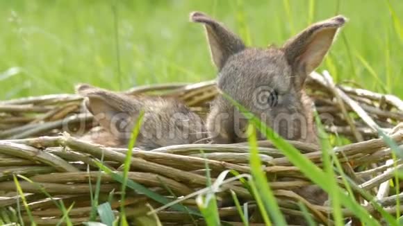 两只小兔子被捏视频-被捏小兔兔是什么感觉